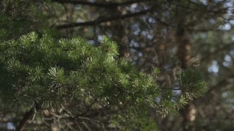Pine branches sway in the breeze Stock Footage 108385160