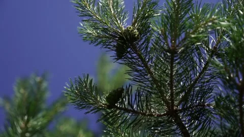 Pine branches sway gently against a deep blue sky in slow motion. The light Vídeo Stock 311749341