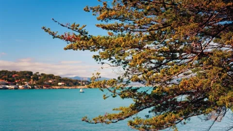 Pine branches sway gently over turquoise sea with sailboat in distance, Med.. 库存影片 339260840