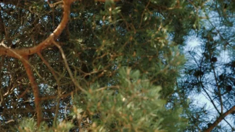 Pine branches sway in the strong wind. Video stock 136510429