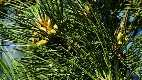 Pine branches sway under the wind, the wind swept the pollen off the buds Stock Footage 168464457