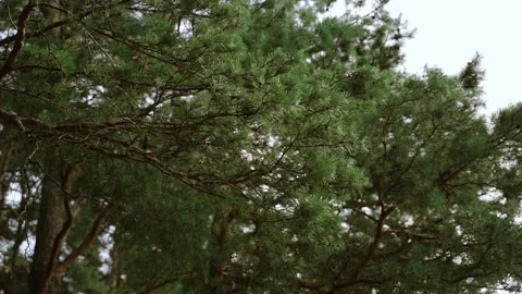 Pine branches sway in the wind. Medium plan Stock Footage 147316197
