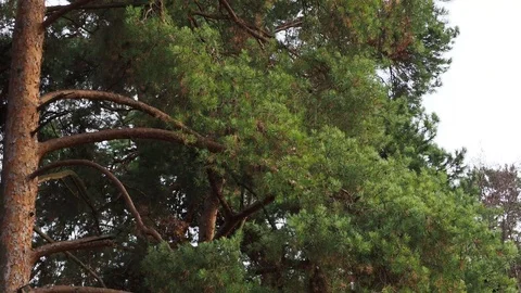 Pine branches sway in the wind. Overcast. Stock Footage 120651686
