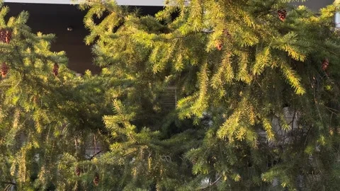 Pine branches sway in the wind in the rays of sunset light Stock Footage 241029354