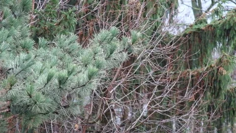 Pine branches swayed slightly from the wind Stock Footage 83323348