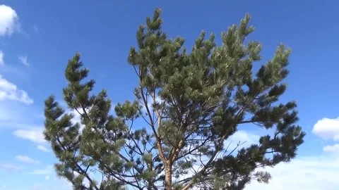 Pine branches swaying against the blue sky Stock Footage 75334838