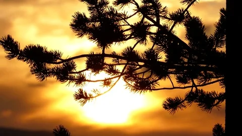 Pine branches swaying in the background of slowly floating clouds. Stock Footage 83158307