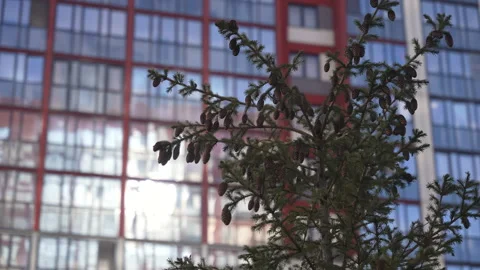 Pine branches swaying, cones dangling, blending architectural glass backdrop Stock-Footage 308055709