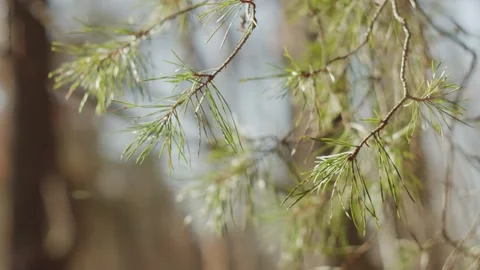 Pine Branches Swaying in Wind – Close-Up Early Spring 動画素材 330718136