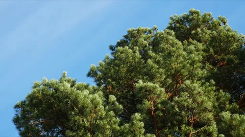 Pine branches swaying in the wind Stock-Footage 56621718