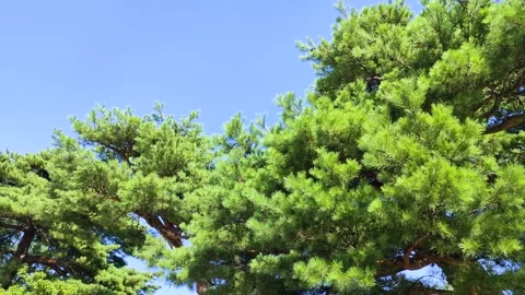 Pine branches swaying in the wind, Tohoku Japan Stock Footage 314972738