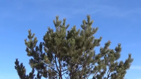 Pine branches swing against the blue sky Stock Footage 75557363