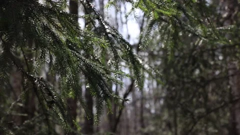 Pine Branches Swing In The Wind In The Early Spring Forest On A Sunny Day. Stock Footage 154326555