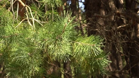 Pine branches swing in the wind. Slow motion Video stock 80060616