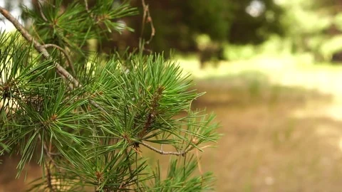 Pine branches swinging in the wind Stock Footage 77752844