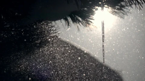 Pine branches, thin icicle, low sun in frame with lens flare in snowstorm Stock Footage 86433798