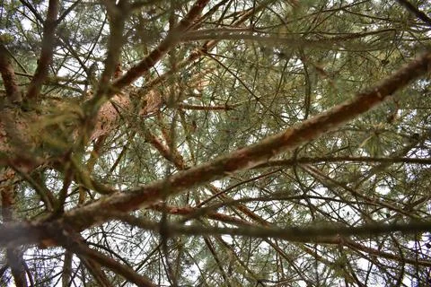 Pine branches. The Tops Of The Pine. View From The Bottom. Foto stock