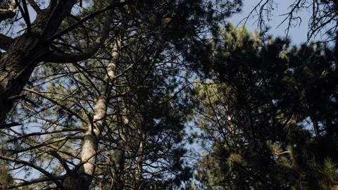 Pine branches, tree crowns. Sunny autumn day. Stock Footage 262760118