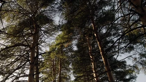 Pine branches, tree crowns. Sunny autumn day. Stock Footage 262760458