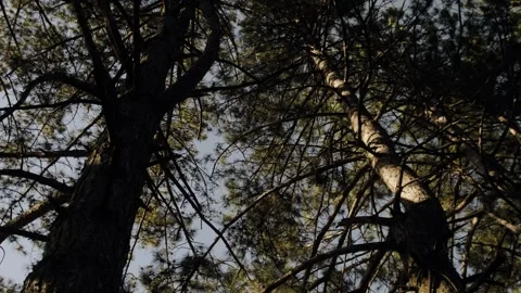 Pine branches, tree crowns. Sunny autumn day. Stock Footage 262760609