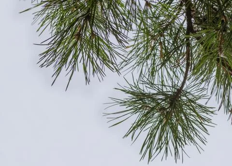 Pine branches, tree, green needles Stock Photos