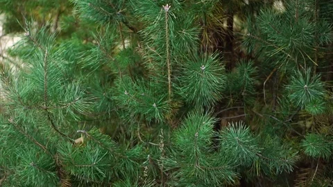 Pine branches on the tree sway in the wind. Slow motion Video stock 81319973