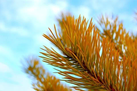 Pine branches with the turned yellow needles against the background of the sk Stock Photos