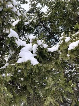 Pine branches under freshly fallen snow, selective focus Stock Photos