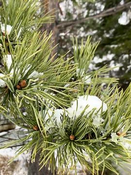 Pine branches under freshly fallen snow, selective focus Foto stock
