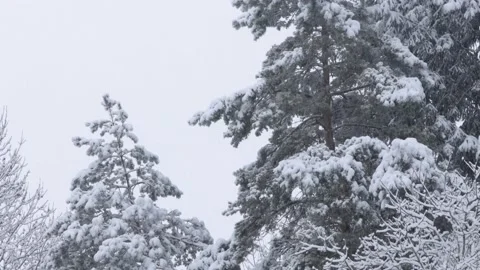 Pine branches under heavy snow blanket while snowing Stock Footage 146750268
