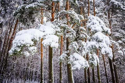 Pine branches under a layer of pure white snow Foto stock