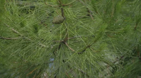 Pine branches under rain Stock Footage 7910204