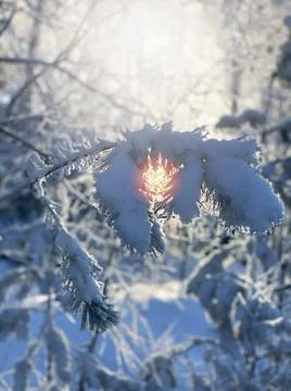 Pine branches under the snow. Sunset. Winter forest still life. Vertical shot Stock Photos