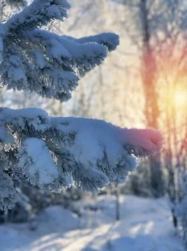 Pine branches under the snow. Sunset. Winter forest still life. Vertical shot Stock Photos