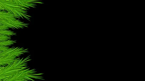 Pine Branches Vertical Frame Stock Footage 260104686