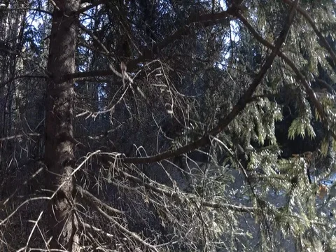 Pine Branches, Vertical Slide, Trentino, Italy, Flat Color Stock Footage 83585464