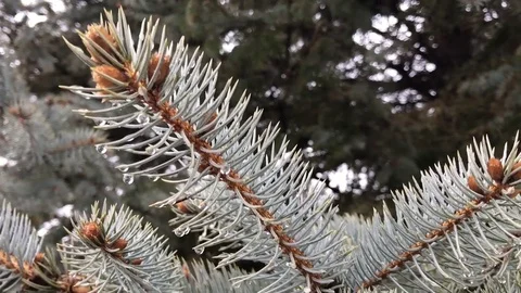 Pine Branches with Water Droplets Up Close Vídeos de archivo 72754486