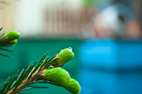 Pine branches with water droplets Foto stock