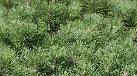 Pine branches waving on the wind Stock Footage 22750598