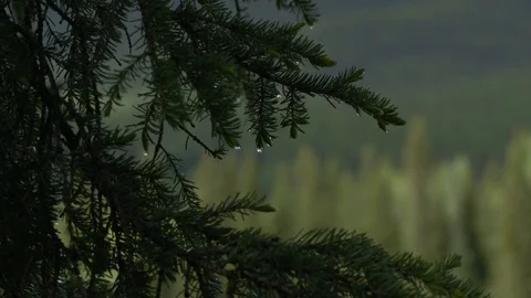 Pine branches waving in the wind with raindrops, in the background of the forest Stock Footage 125897432