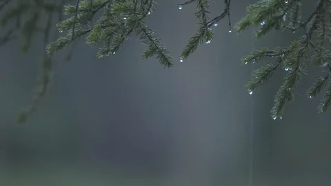 Pine branches waving in the wind with raindrops, in the background of the forest Stock Footage 126991823