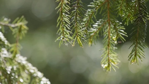 Pine branches waving in the wind with raindrops, in the background of the forest Stock Footage 126992261