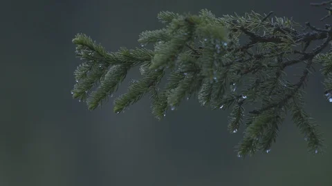Pine branches waving in the wind with raindrops, in the background of the forest Stock Footage 126992875