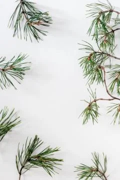 Pine branches on a white background Stock Photos