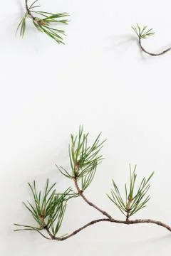 Pine branches on a white background Stock Photos