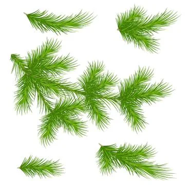 Pine branches on a white background. Set for decor. Christmas. Vector. Eps 10 Stock Illustration