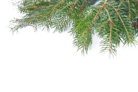 Pine branches on white Stock Photos