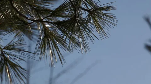 Pine branches in wind 1 Stock Footage 2252322