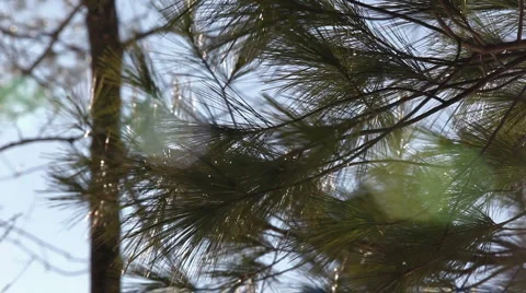 Pine branches in wind 2 Stock Footage 2319273