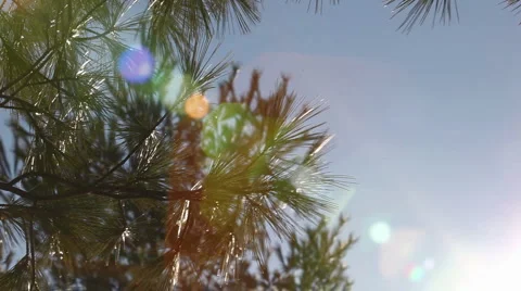Pine branches in wind 3 Stock Footage 2253830